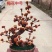 灵芝盆景，灵芝孢子粉