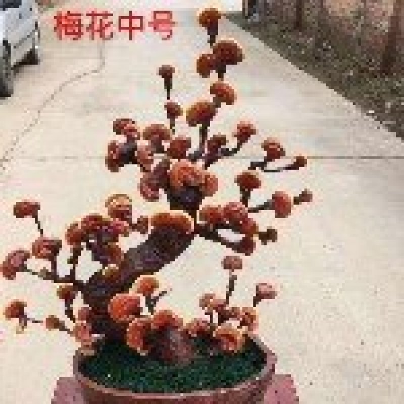 灵芝盆景，灵芝孢子粉