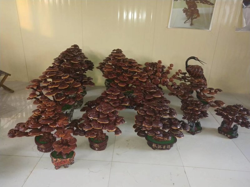 灵芝盆景，灵芝孢子粉