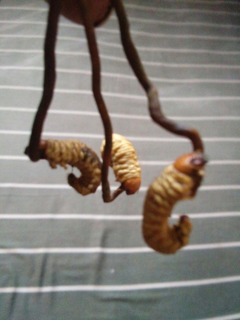 虫草，陕西冬虫夏草产地直销，欢迎各位老板联系下单