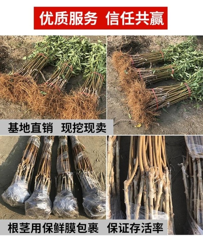 冬桃苗晚熟品种，脆甜可口，价格贵，包品种免费后期指导