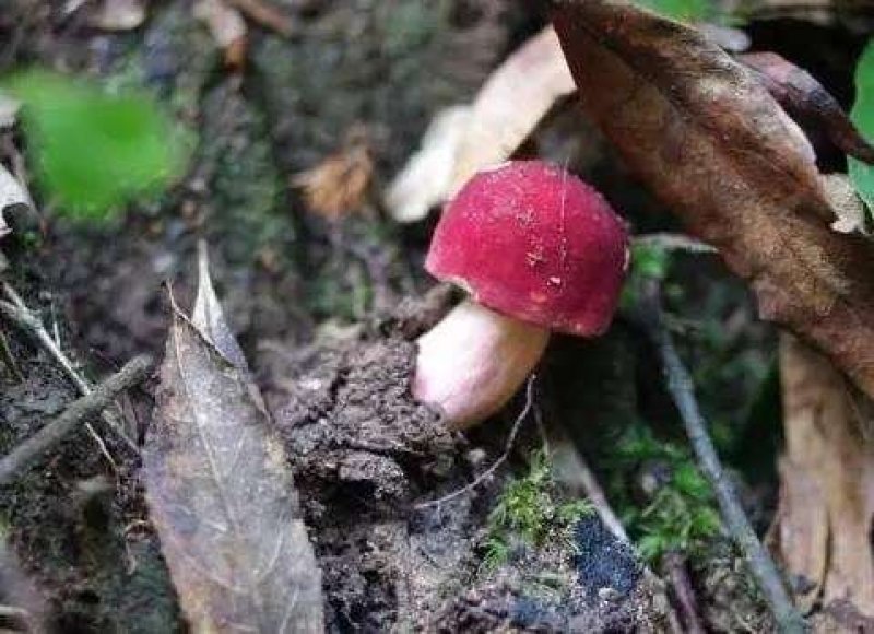 红菇福建红菇野生红菇