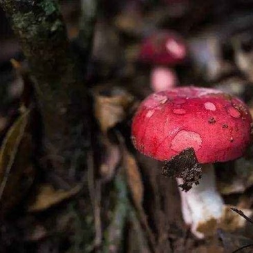 红菇福建红菇野生红菇