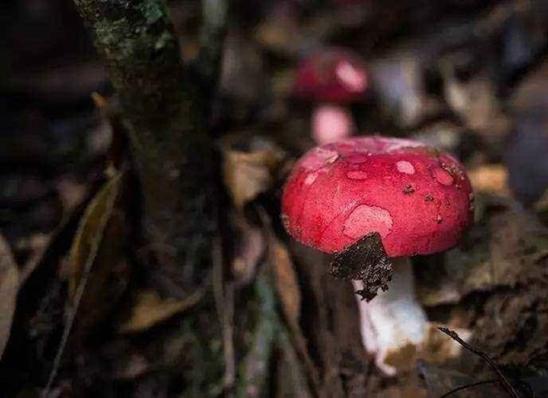 红菇福建红菇野生红菇