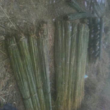 我有大量的菜加竹和2.5米，3米的竹子有需要的联系我电话