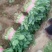 波菜，香菜
