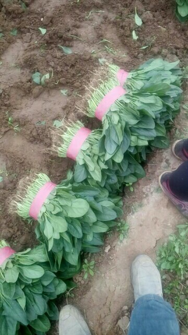 波菜，香菜