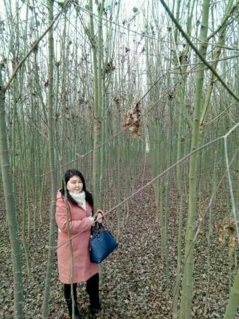 鸡爪槭3一一5公分