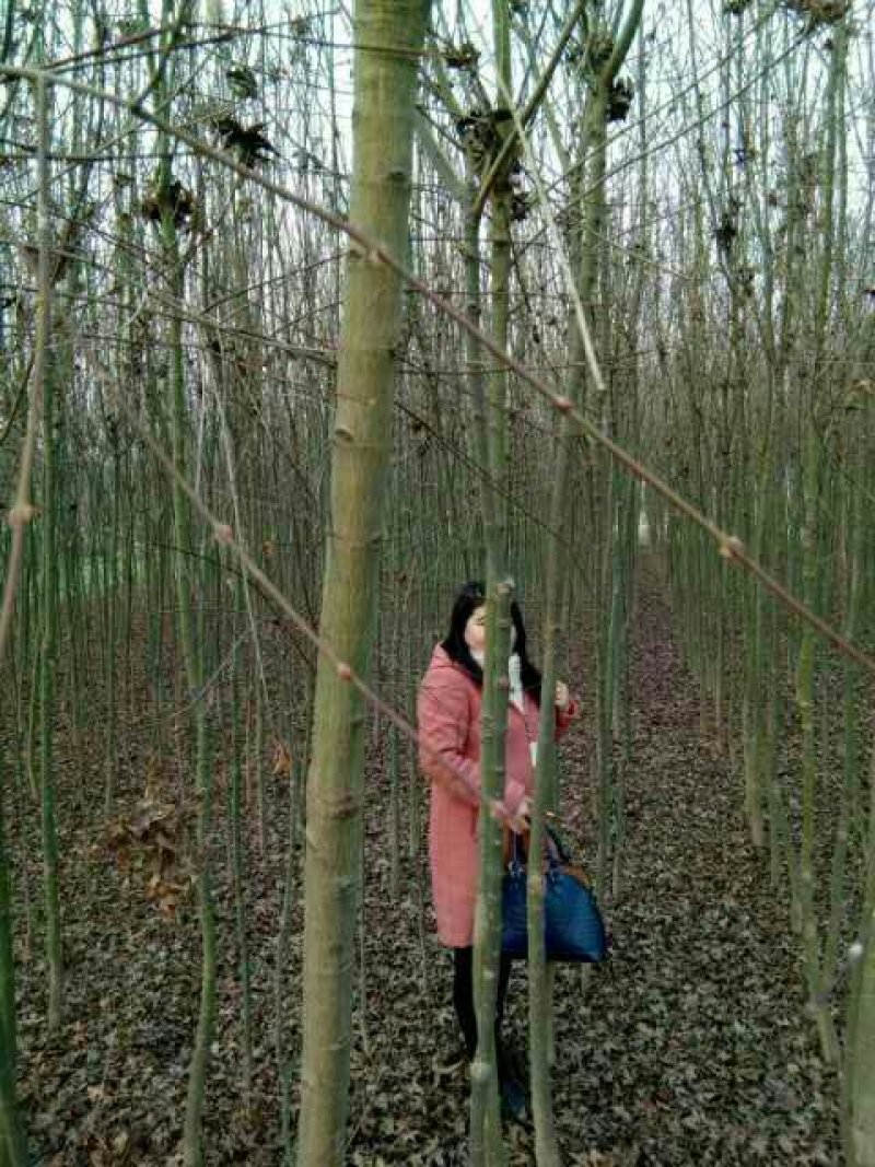 鸡爪槭3一一5公分