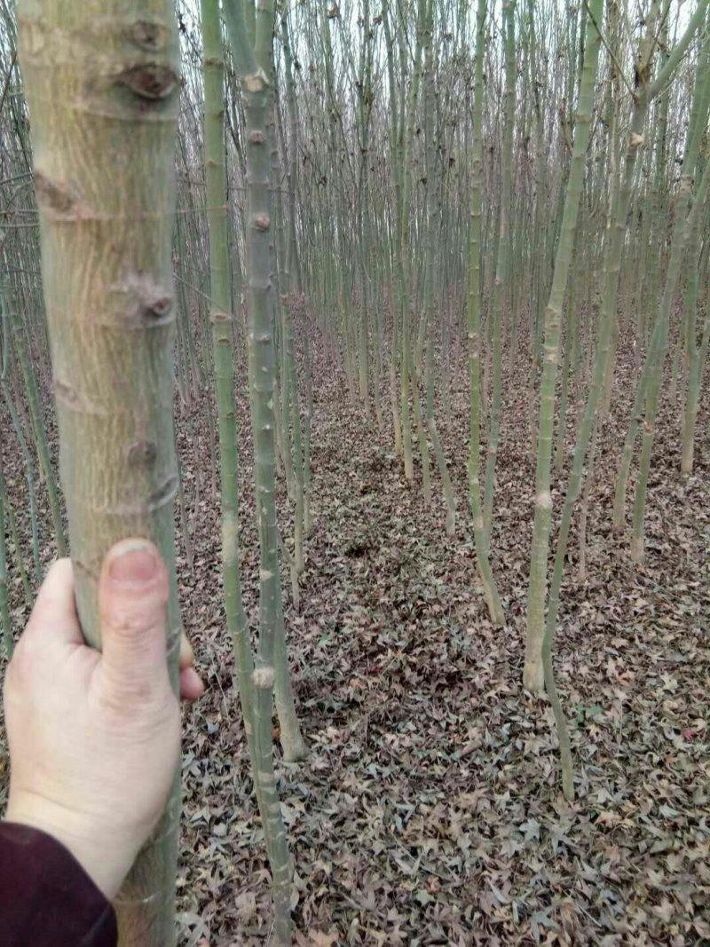鸡爪槭3一一5公分