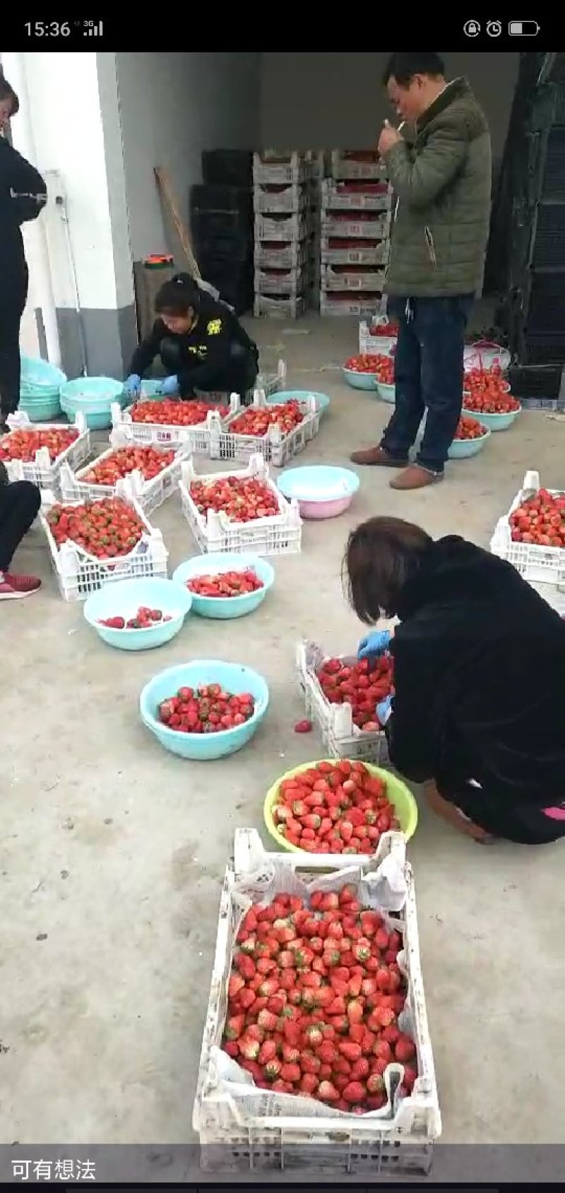 红颜草莓