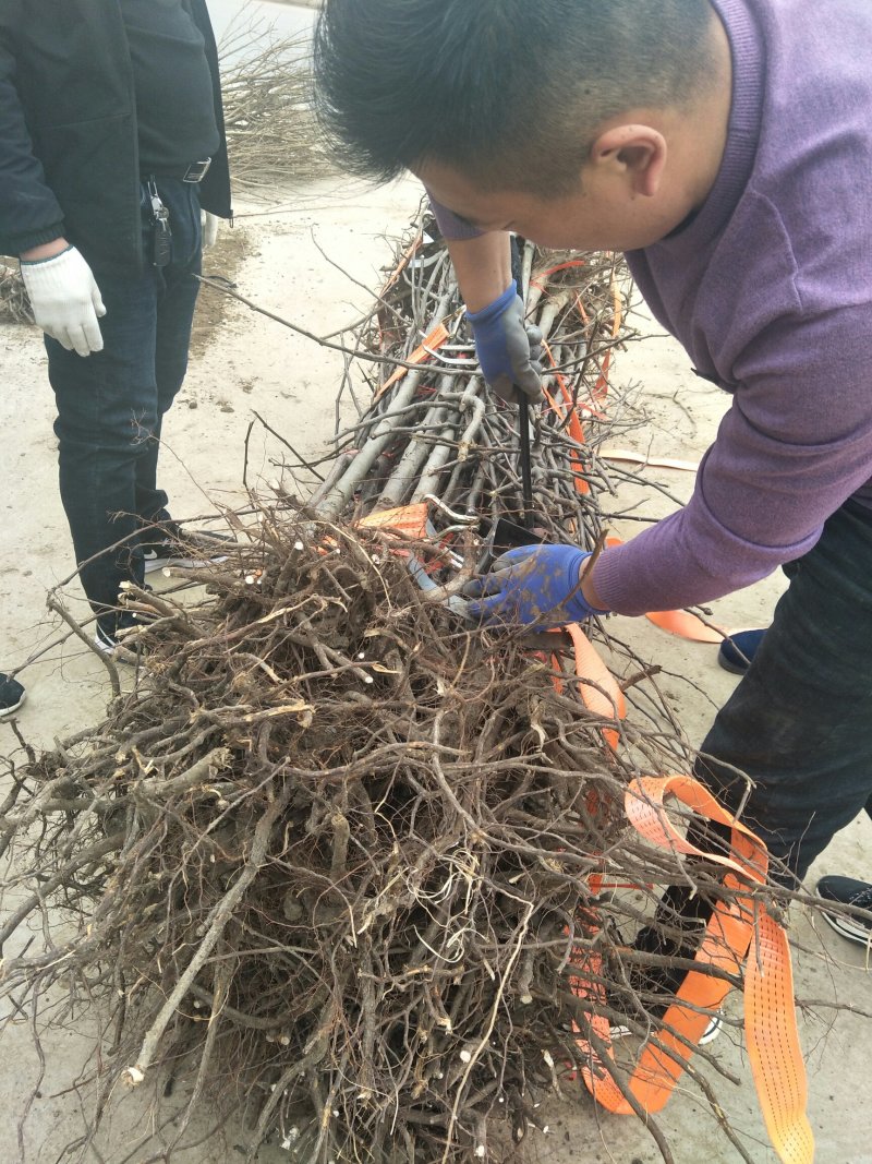 批发梨树苗1-3年嫁接梨树品种纯正价格优惠