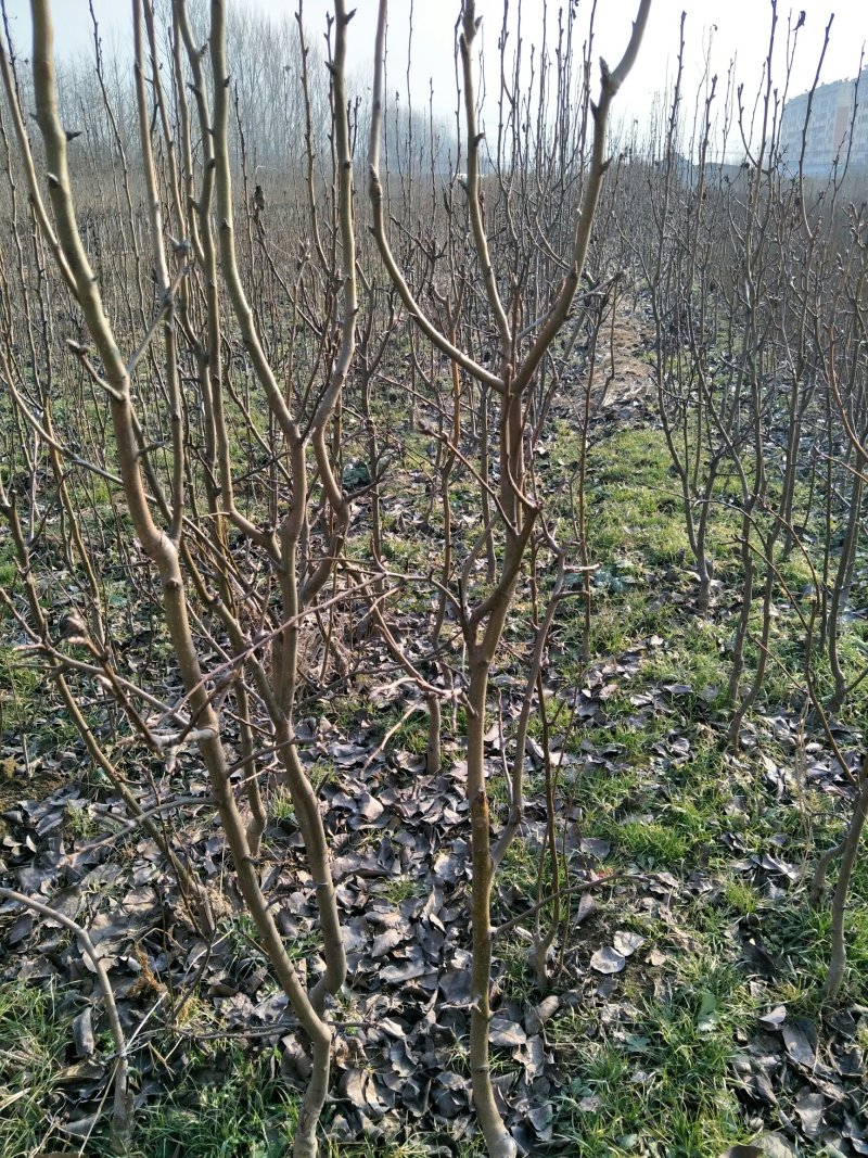 批发梨树苗1-3年嫁接梨树品种纯正价格优惠