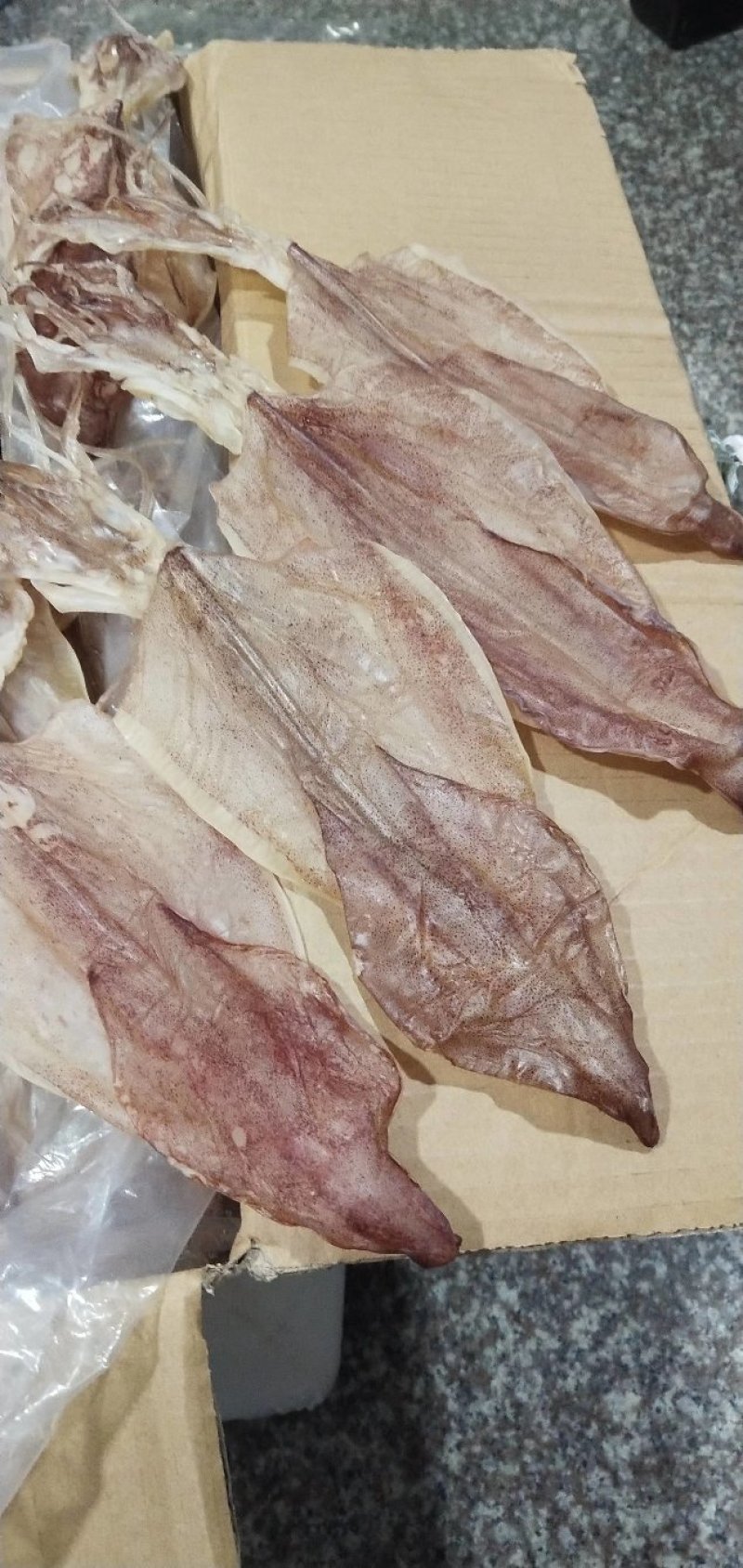 特大鱿鱼