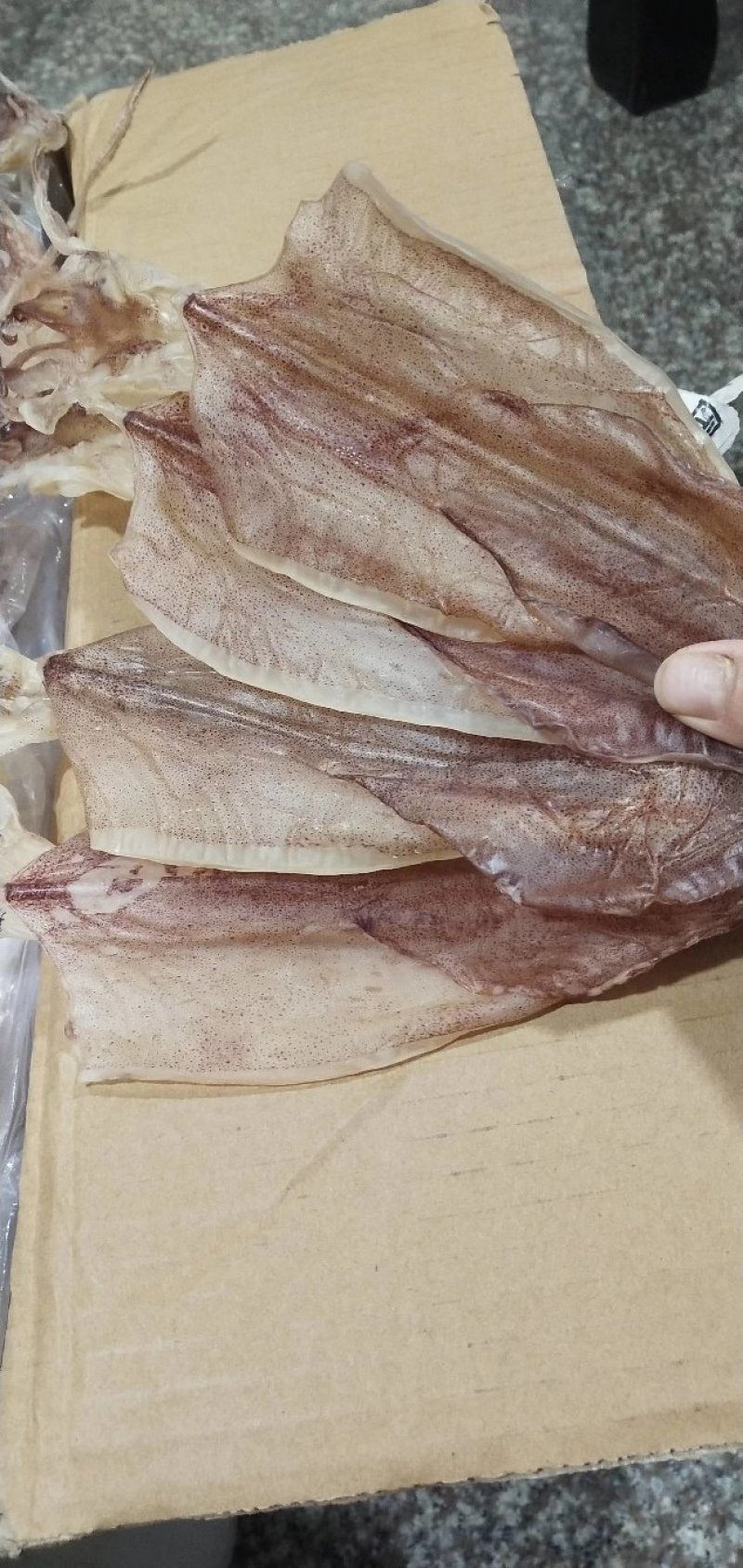 特大鱿鱼