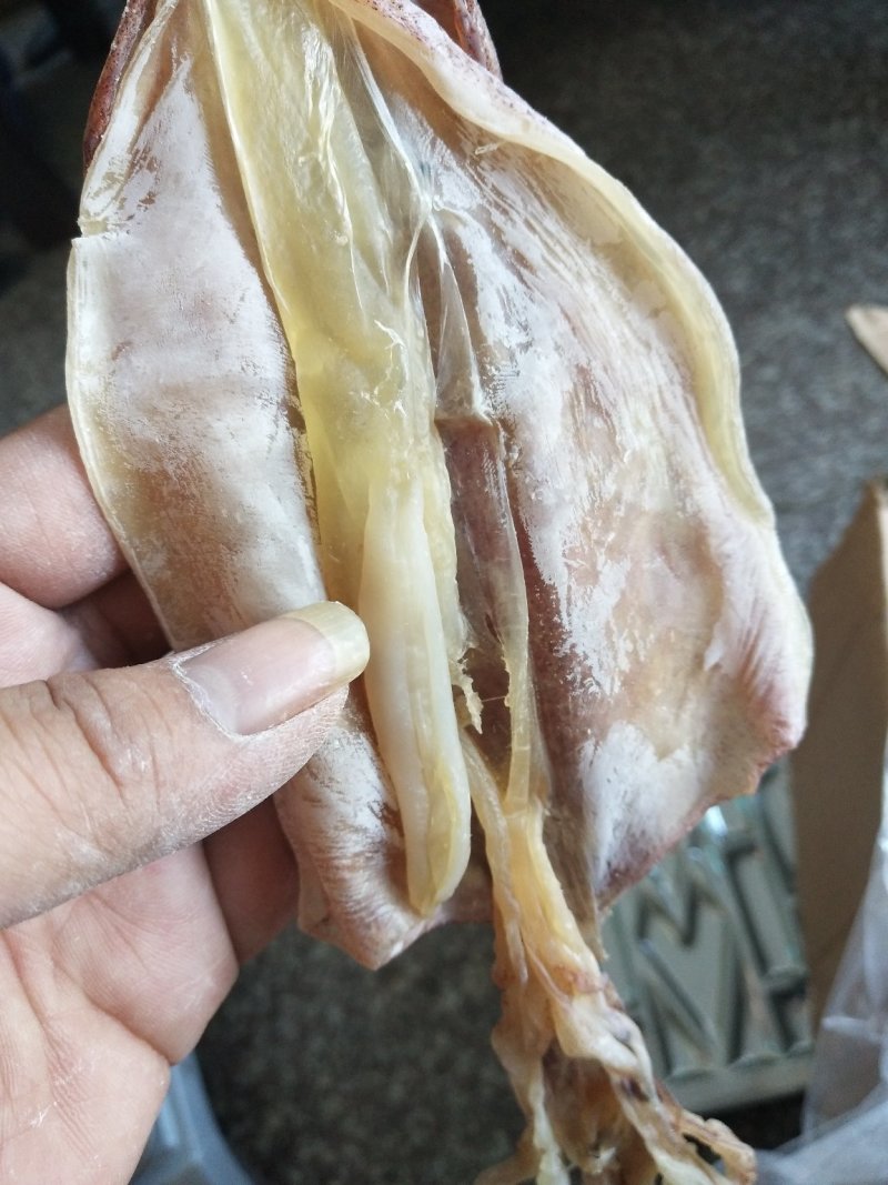 鱿鱼母
