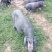 四川活猪黑猪3000亩山地放养生态猪大量供应