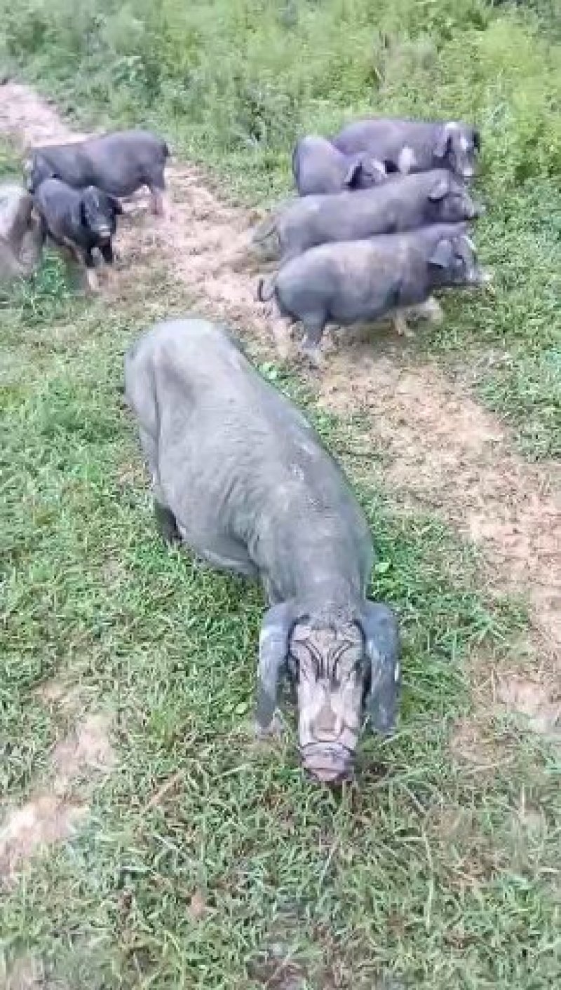 四川活猪黑猪3000亩山地放养生态猪大量供应