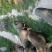四川活猪黑猪3000亩山地放养生态猪大量供应