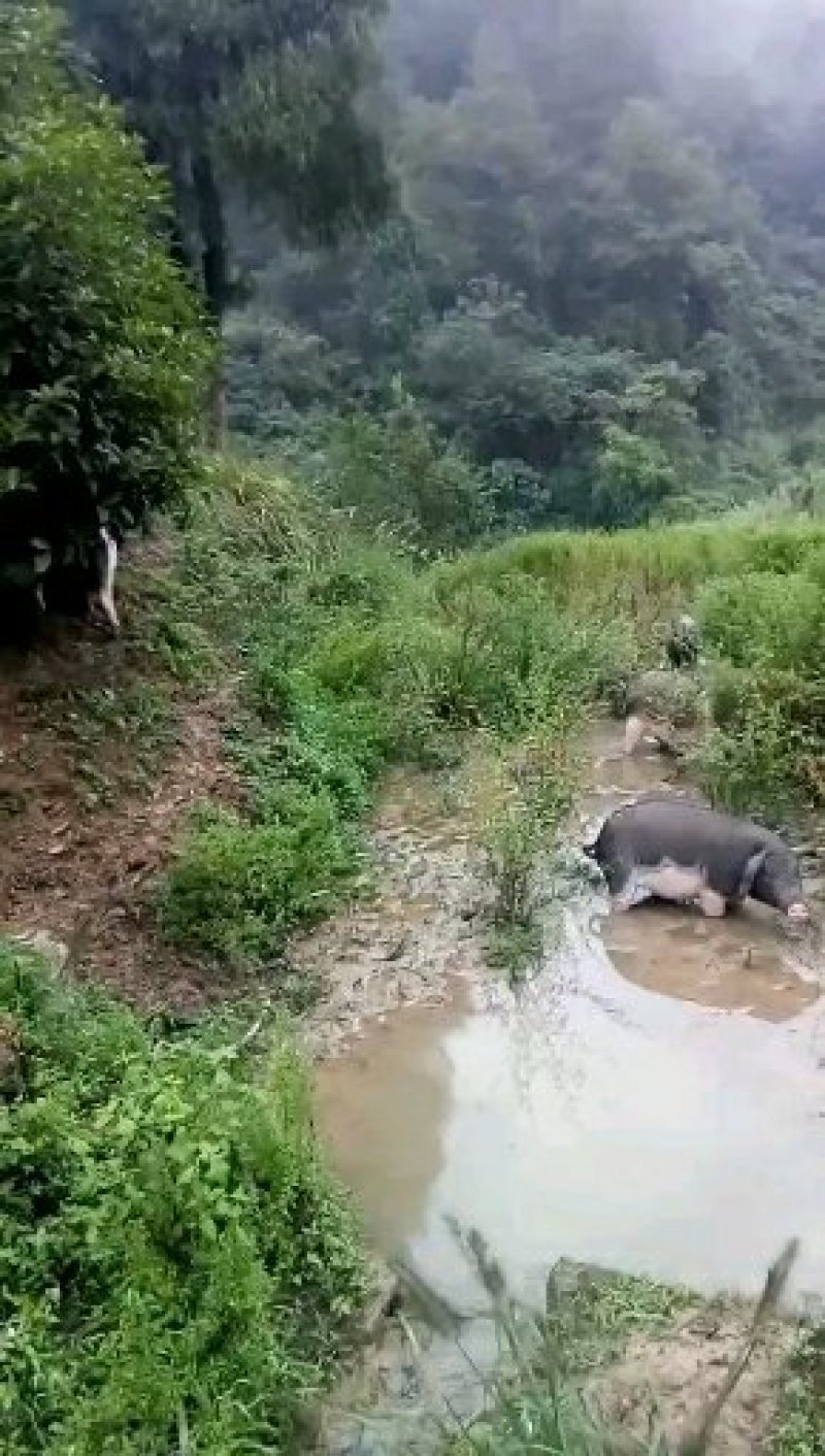 四川活猪黑猪3000亩山地放养生态猪大量供应