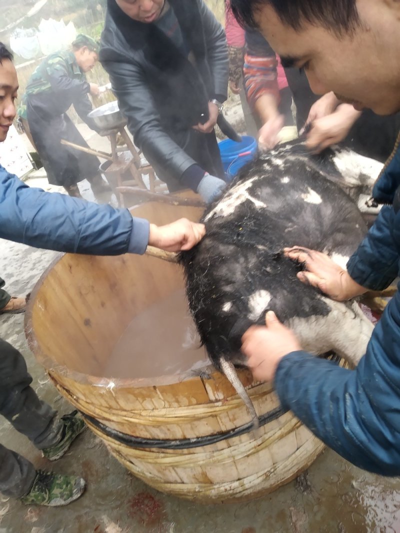 四川活猪黑猪3000亩山地放养生态猪大量供应