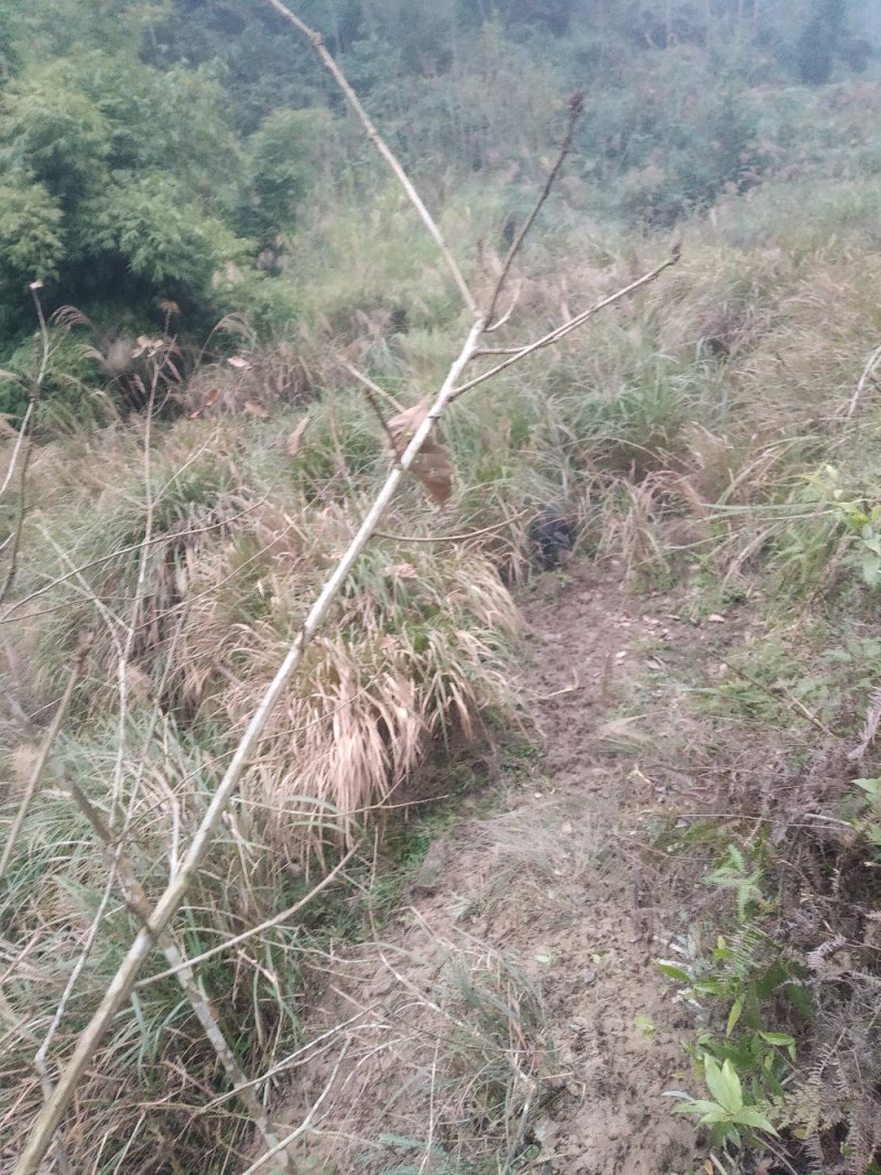 四川活猪黑猪3000亩山地放养生态猪大量供应