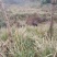四川活猪黑猪3000亩山地放养生态猪大量供应