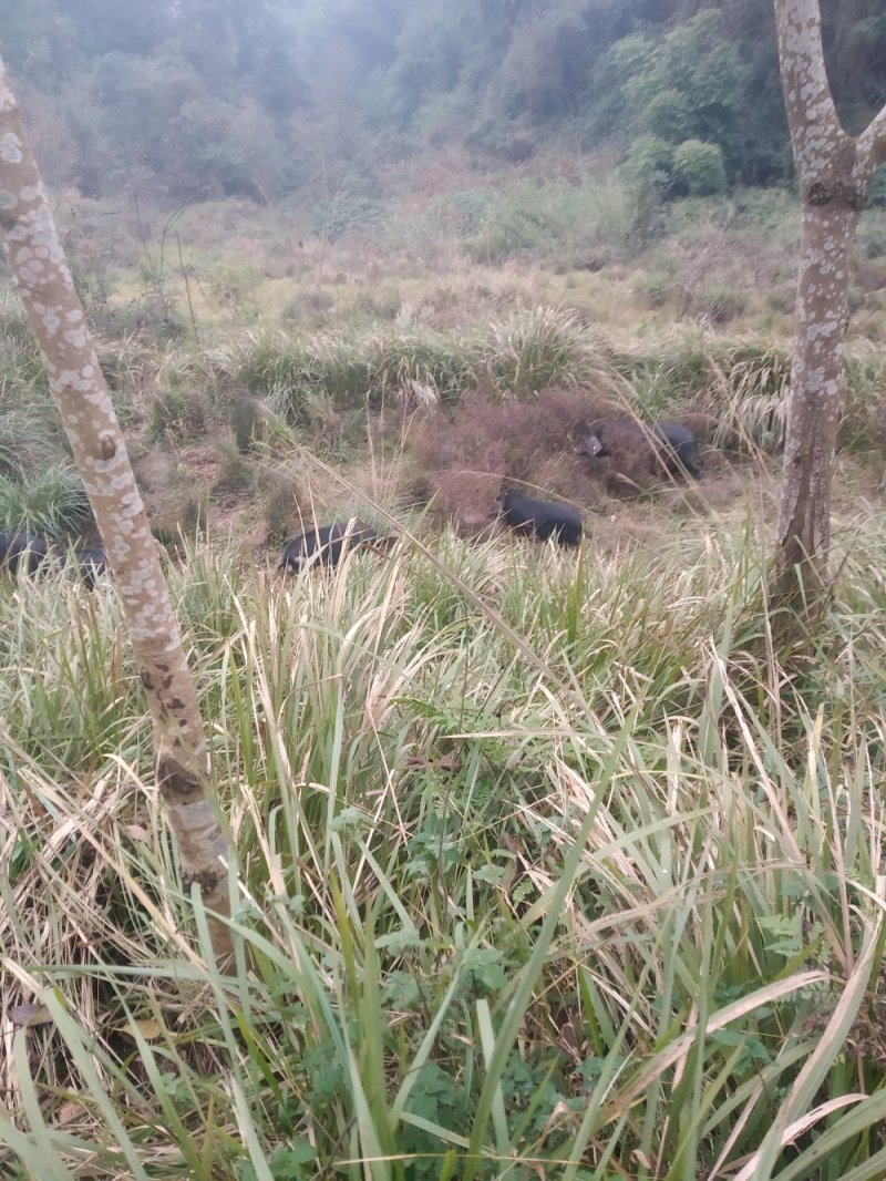 四川活猪黑猪3000亩山地放养生态猪大量供应