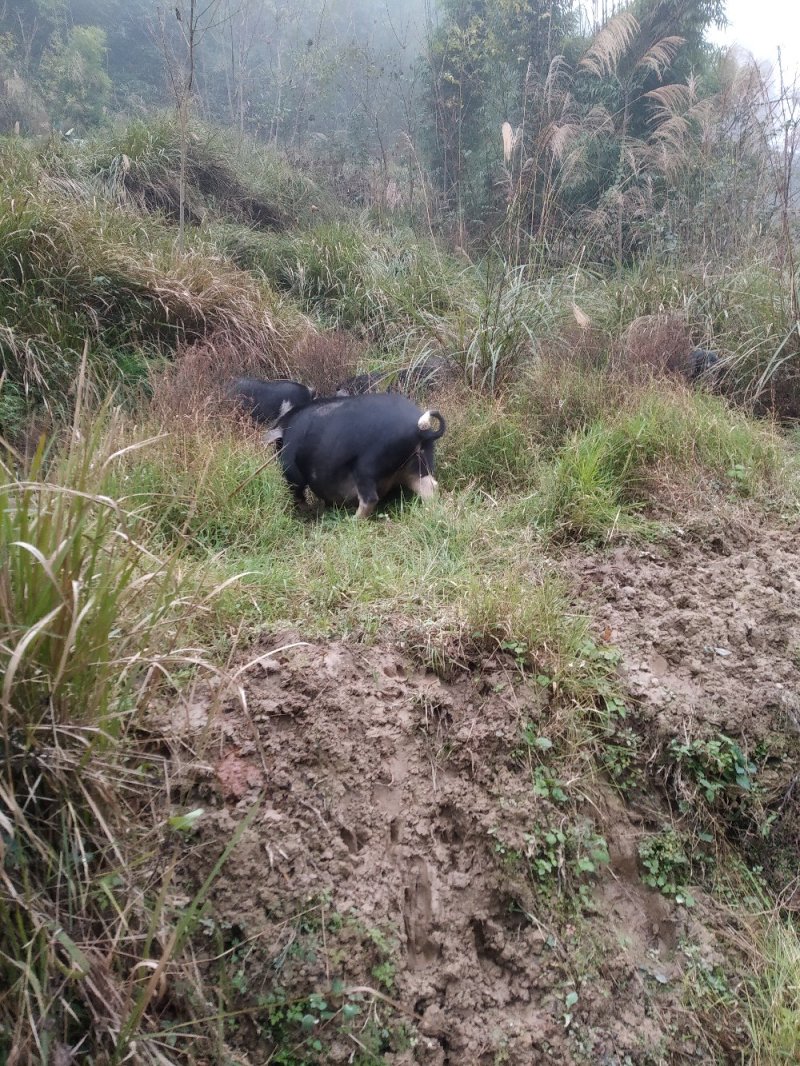 四川活猪黑猪3000亩山地放养生态猪大量供应