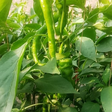 新鲜辣椒数量庞大量大从优