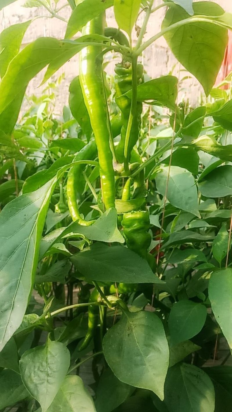 新鲜辣椒数量庞大量大从优