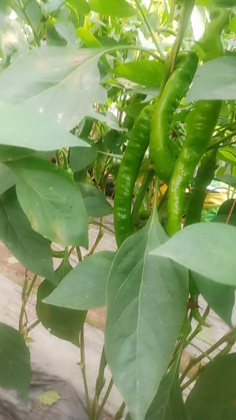 新鲜辣椒数量庞大量大从优
