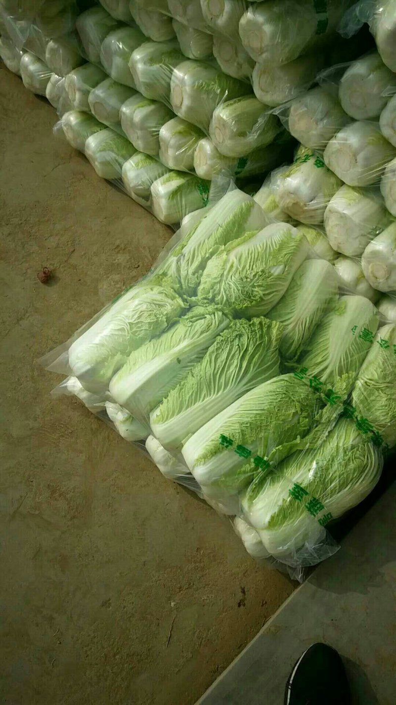 【精品】白菜北京三号精品扁包对头白菜产地直销质保价优