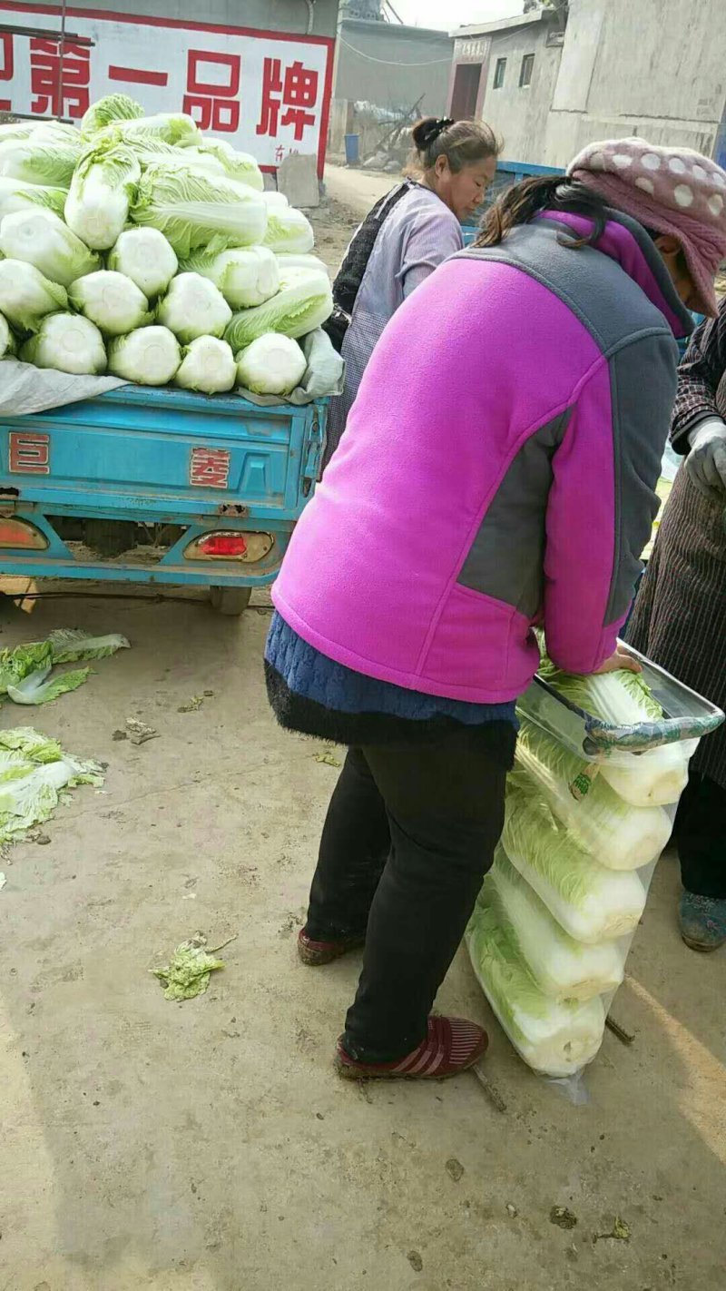 【精品】白菜北京三号精品扁包对头白菜产地直销质保价优