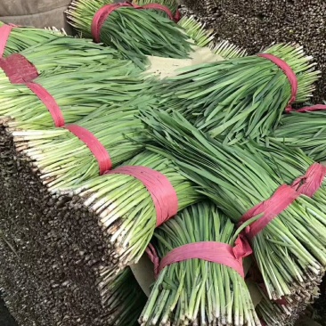 大掉价韭菜