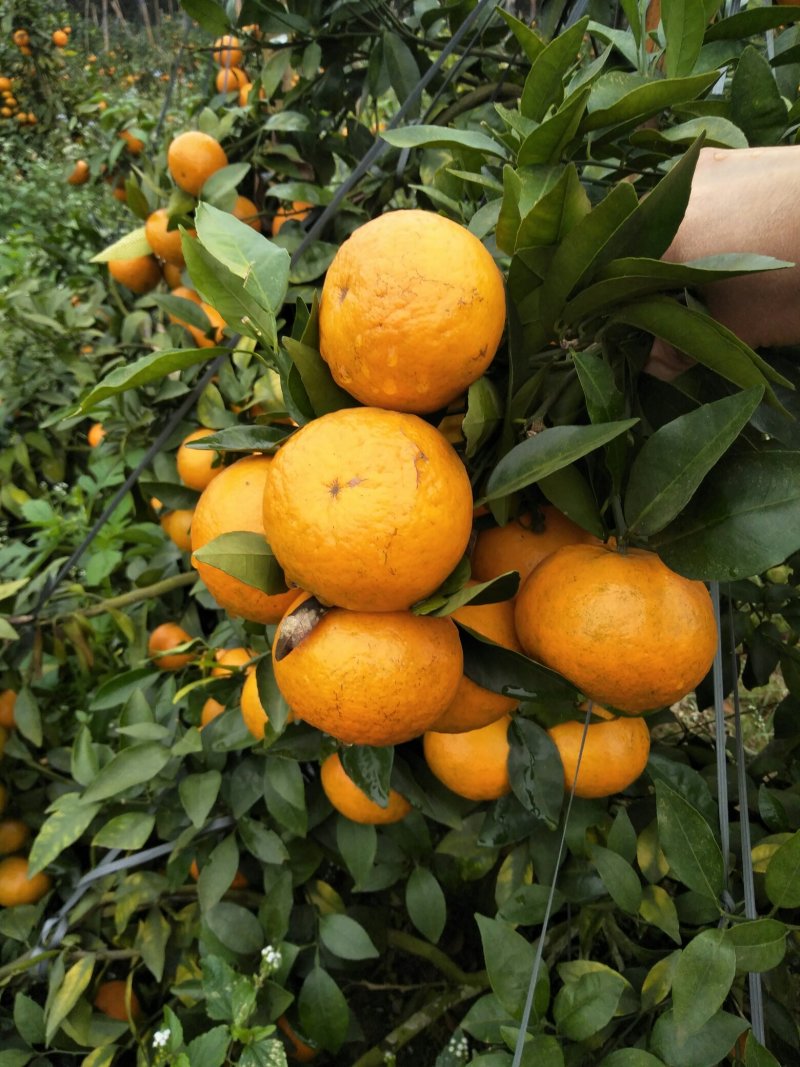 沃柑苗晚熟沃柑果子春节前后成熟