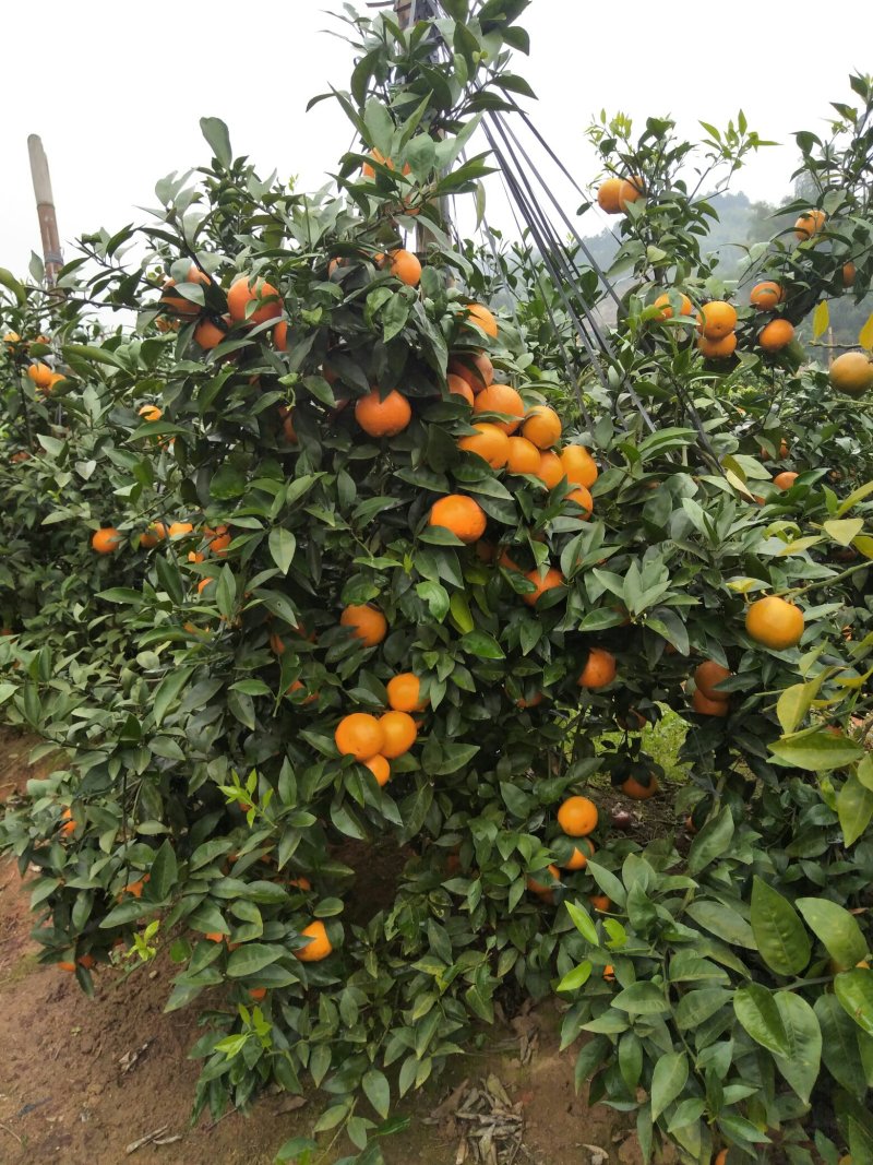 沃柑苗晚熟沃柑果子春节前后成熟