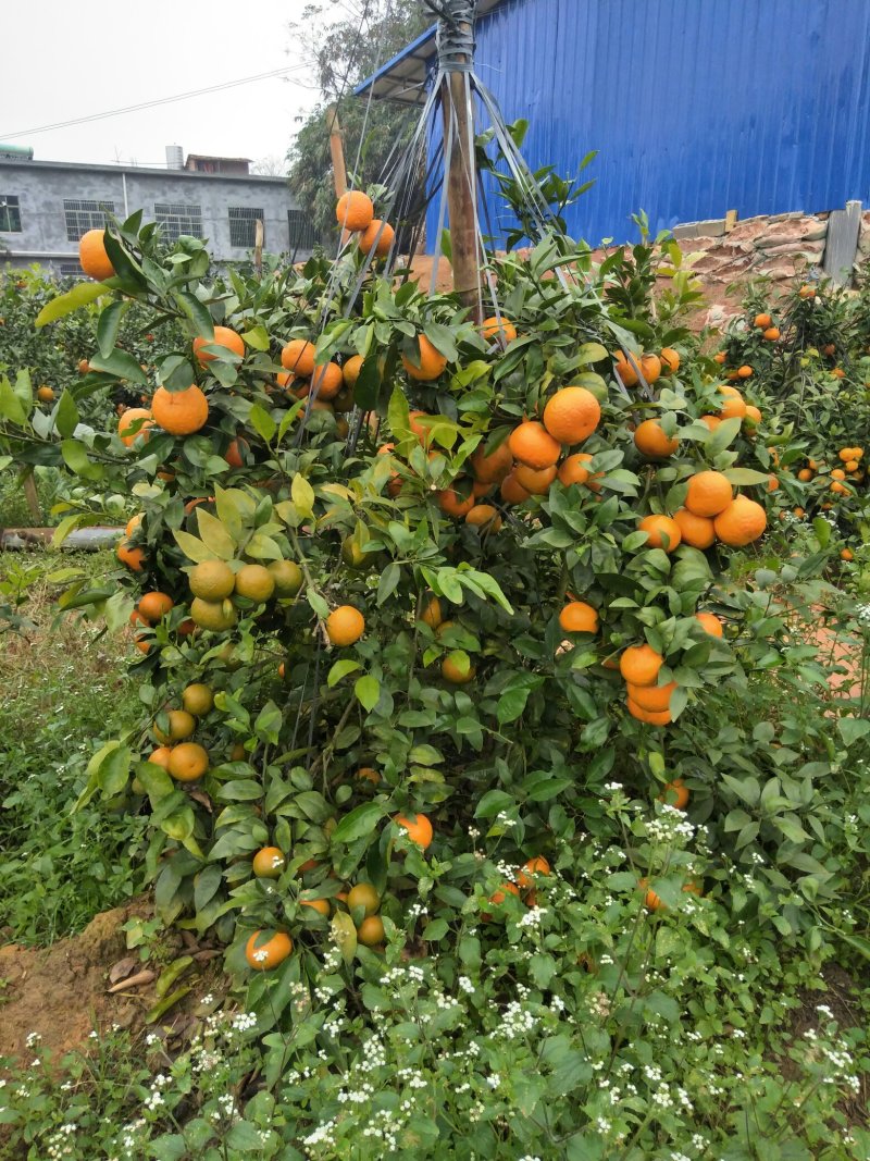 沃柑苗晚熟沃柑果子春节前后成熟