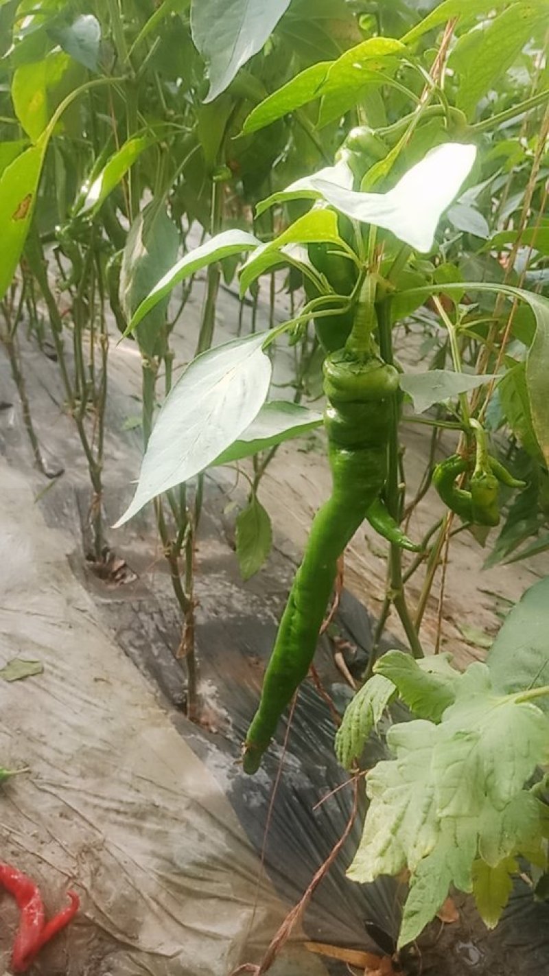 螺丝椒陇椒