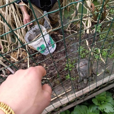 茭白圈养野生甲鱼