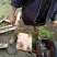茭白圈养野生甲鱼