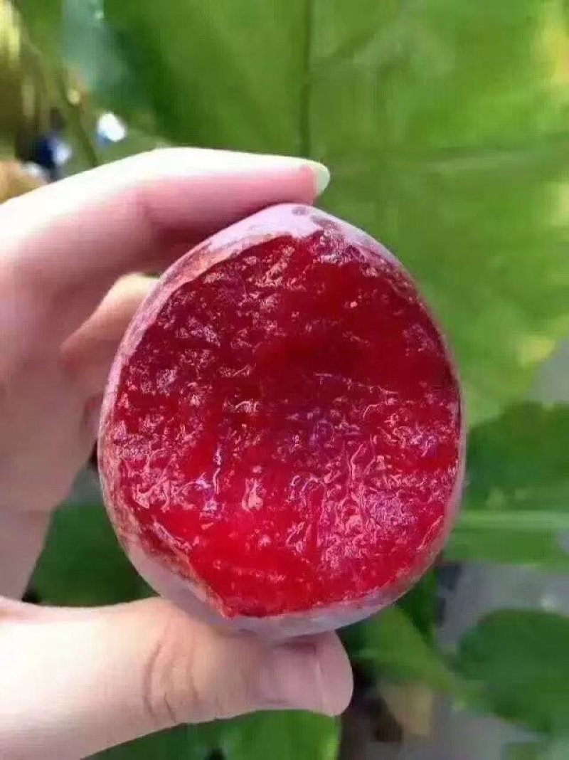西梅女神/法兰西/蓝蜜西梅/红西梅/一级苗质量纯正