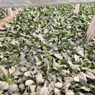 青菜，甘蓝