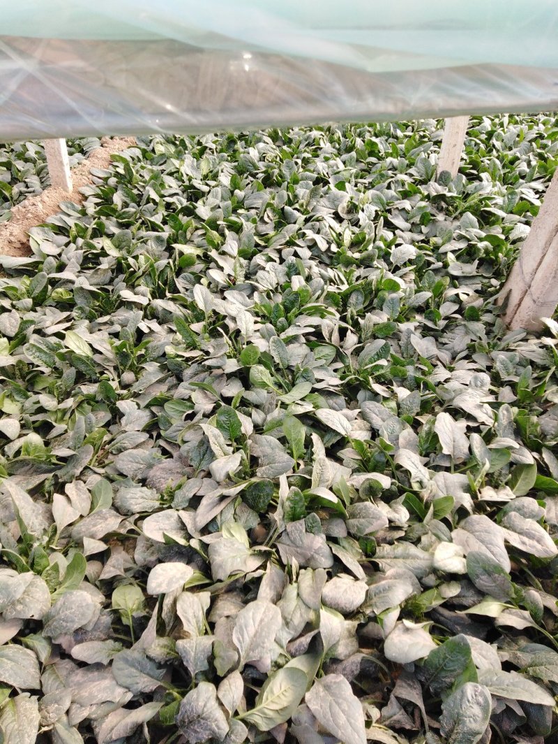 青菜，甘蓝