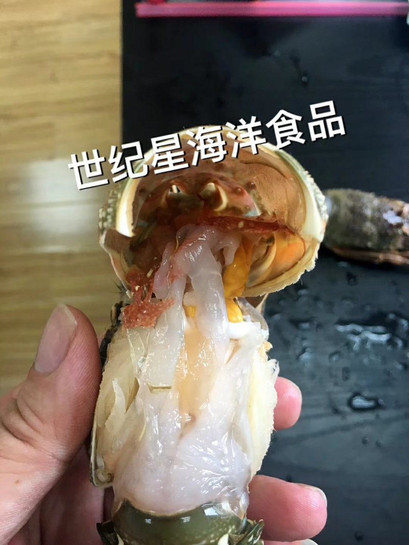 大西洋活冻活冻玉龙虾，源头供应，百分百活冻！