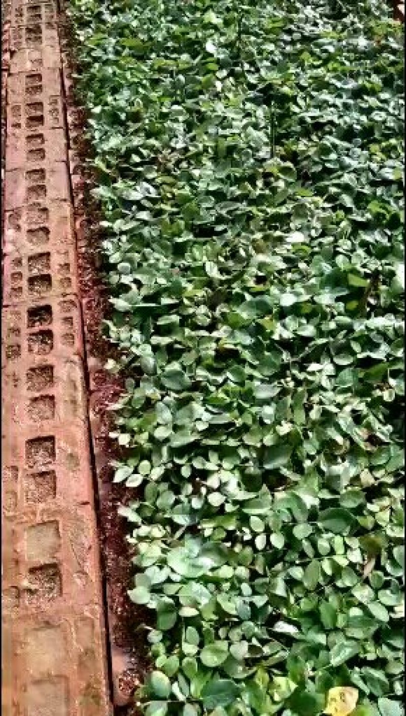 种苗