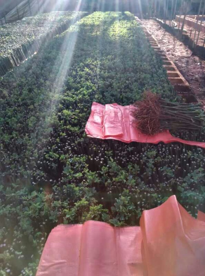 种苗