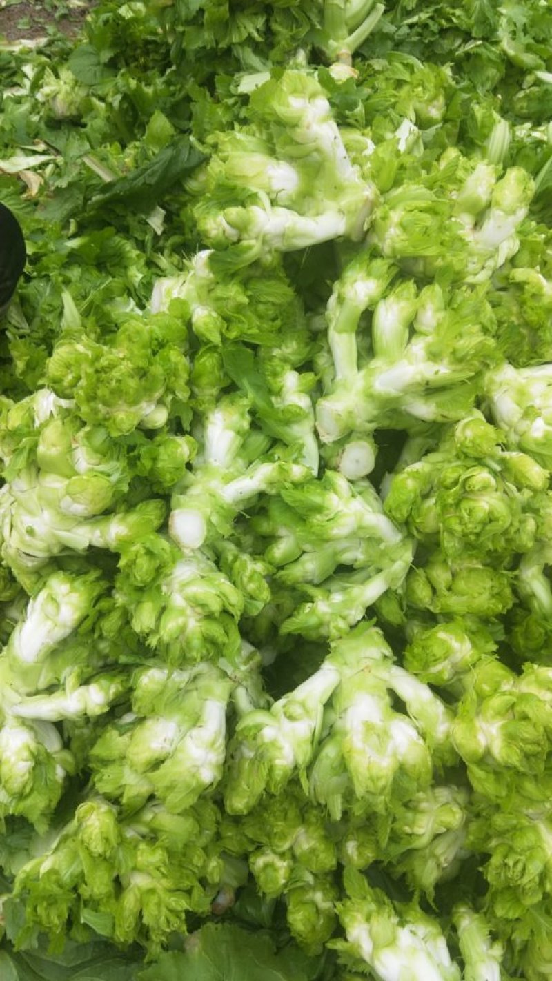 儿菜，榨菜