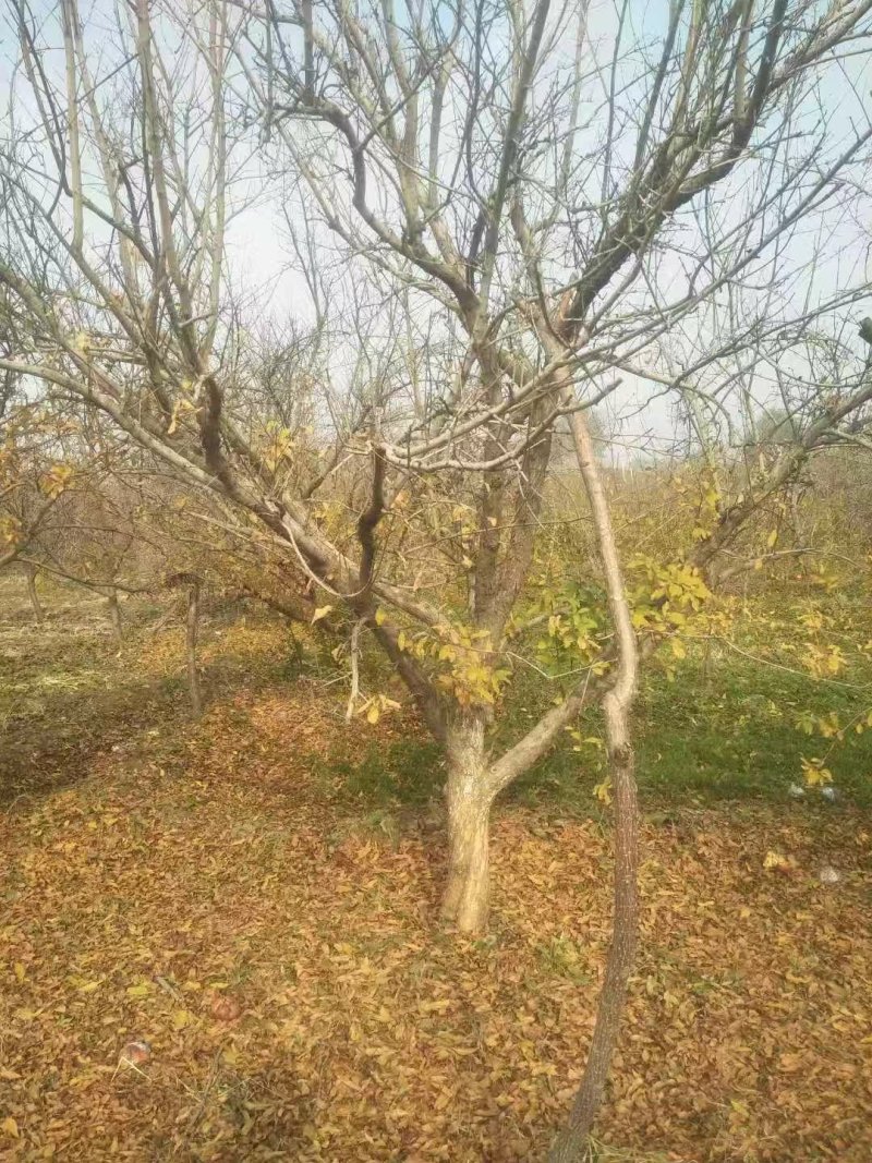 精品主干石榴树，丛生石榴树，石榴树哪里有