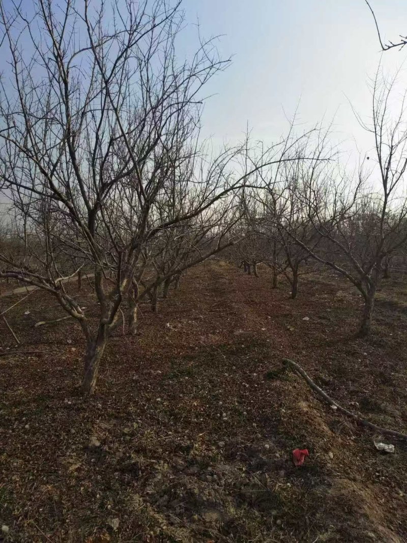 精品主干石榴树，丛生石榴树，石榴树哪里有